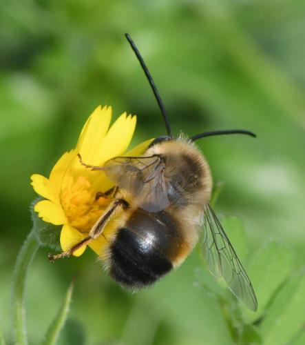 Réf. 246 922 : Eucera nigrilabris